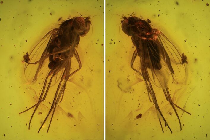 Fossil Fly (Diptera) In Baltic Amber #90871